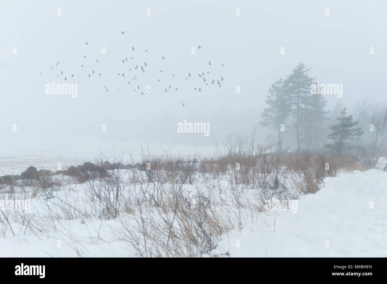 Vögel fliegen durch die Nebel über einen gefrorenen Landschaft. Stockfoto