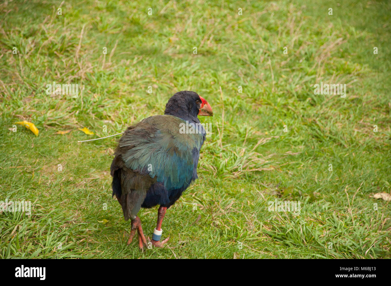 Pukeko laufen auf Gras Stockfoto