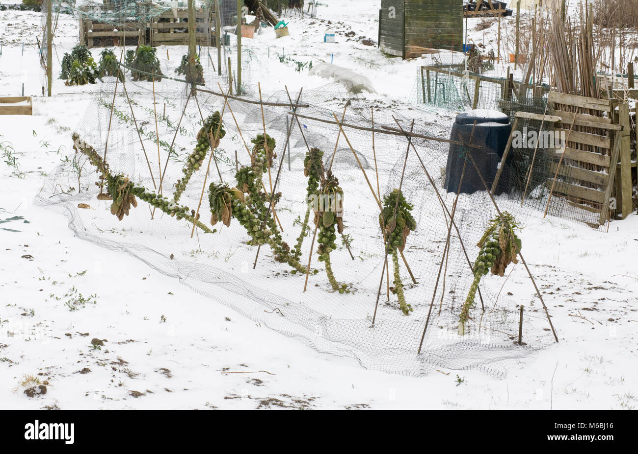 Brassica oleracea. Rosenkohl auf eine Zuteilung Grundstück, im Schnee. Stockfoto