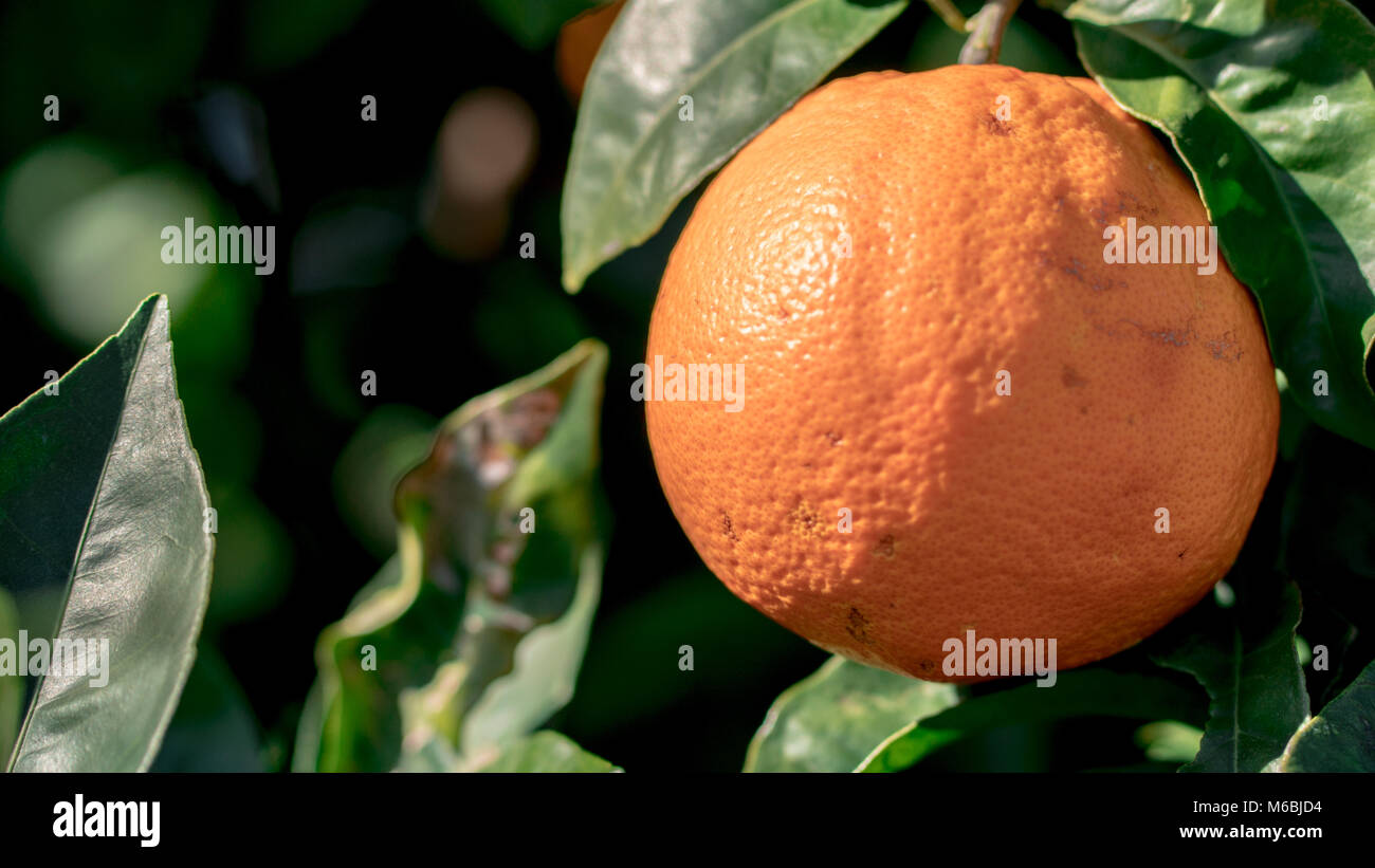 Gesunde und frische Orangen am Baum Stockfoto