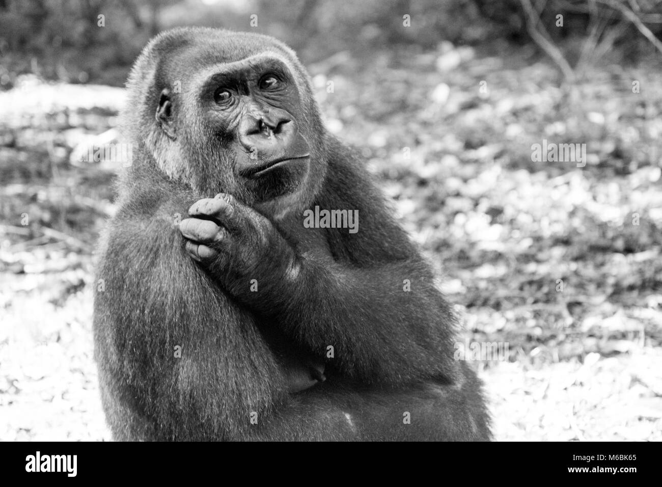 Westlicher Flachlandgorilla ist der Kleinste der vier Gorilla Arten und die Einzige, die in Gefangenschaft gehalten Stockfoto