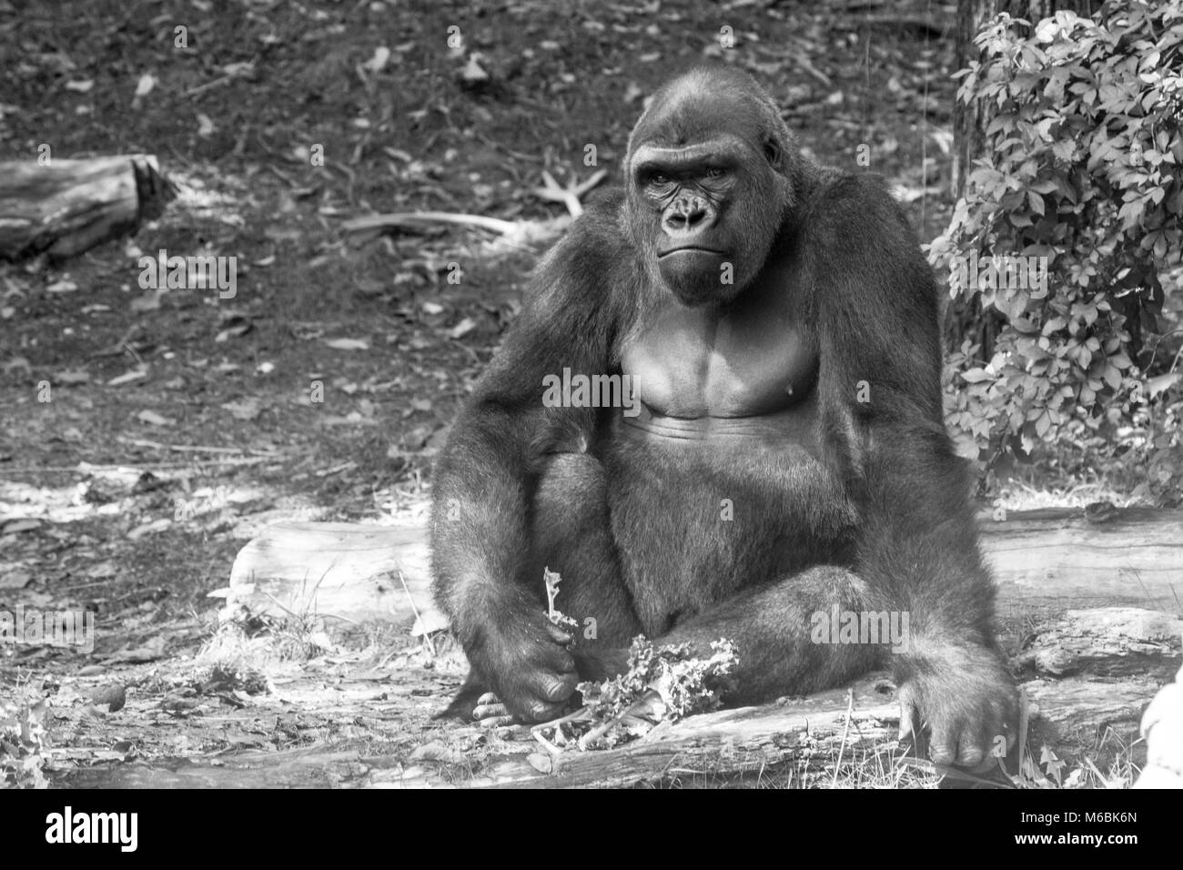 Westlicher Flachlandgorilla ist der Kleinste der vier Gorilla Arten und die Einzige, die in Gefangenschaft gehalten Stockfoto