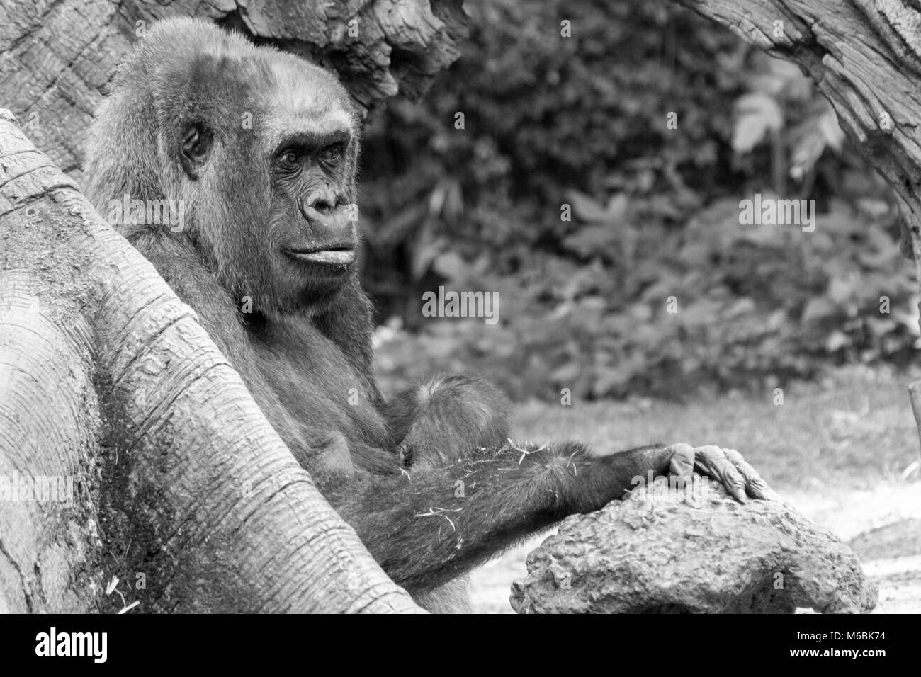 Westlicher Flachlandgorilla ist der Kleinste der vier Gorilla Arten und die Einzige, die in Gefangenschaft gehalten Stockfoto