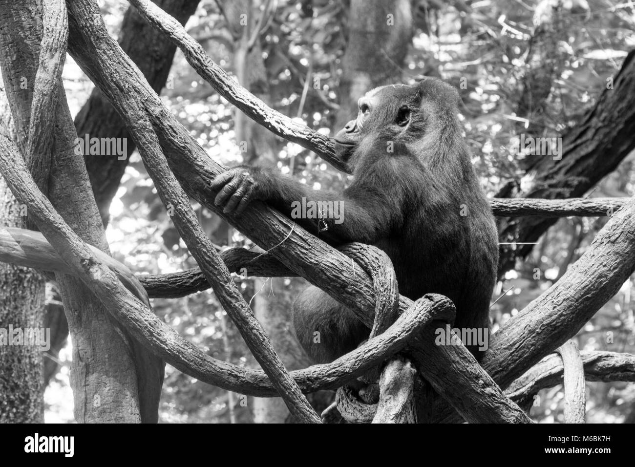 Westlicher Flachlandgorilla ist der Kleinste der vier Gorilla Arten und die Einzige, die in Gefangenschaft gehalten Stockfoto