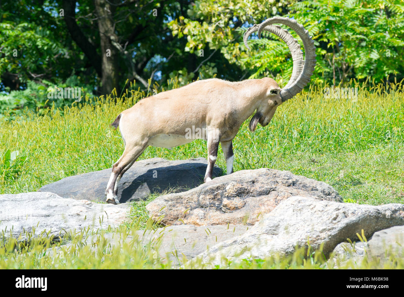 Die nubischen Steinböcken ist eine Gattung der Ziege, die in den Bergen des Mittleren Ostens gefunden werden kann. Stockfoto