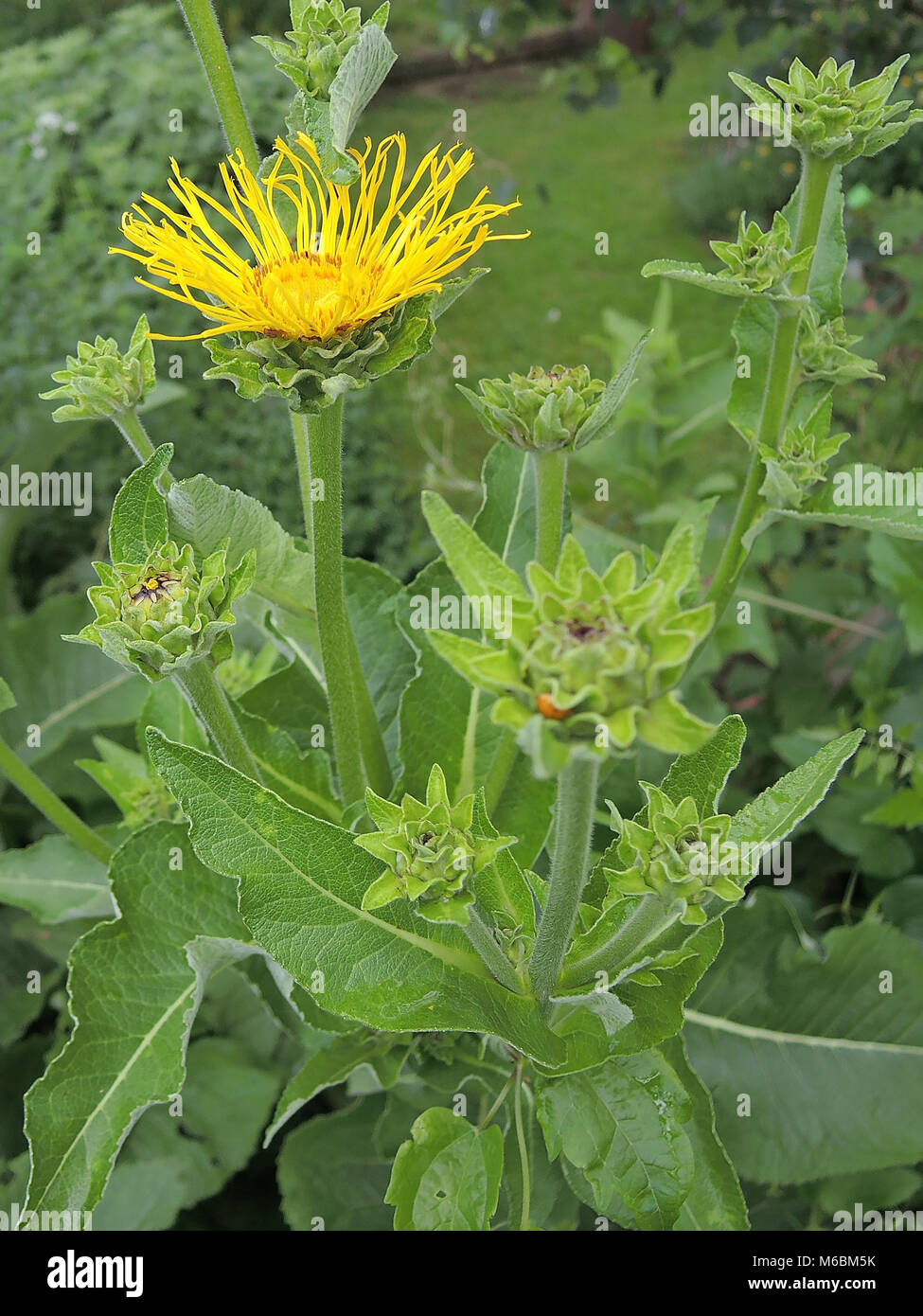 Inula helenium 4 Stockfoto