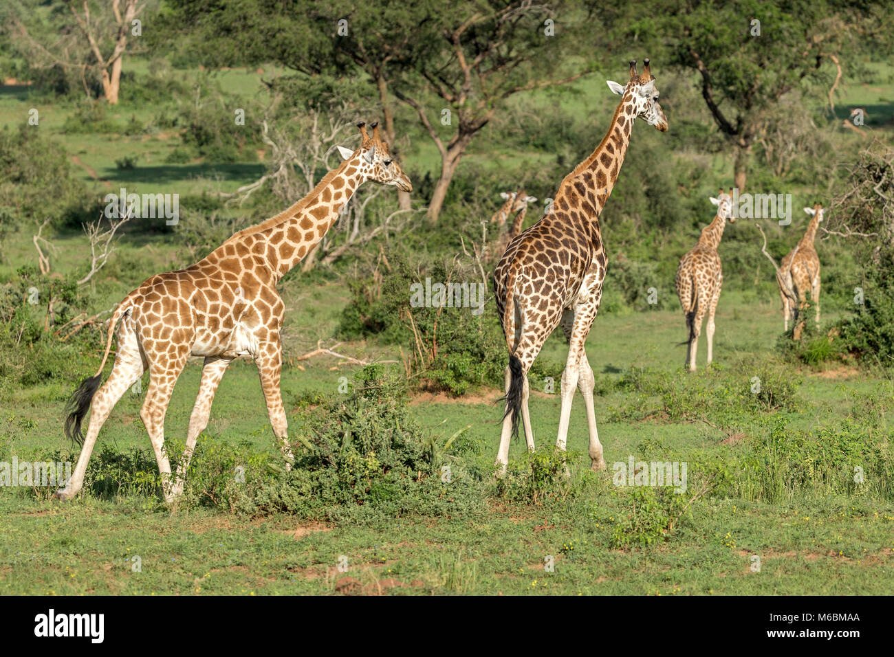 Männliche Rothschild Giraffe, Falls National's "urchison Park', Uganda, Afrika Stockfoto