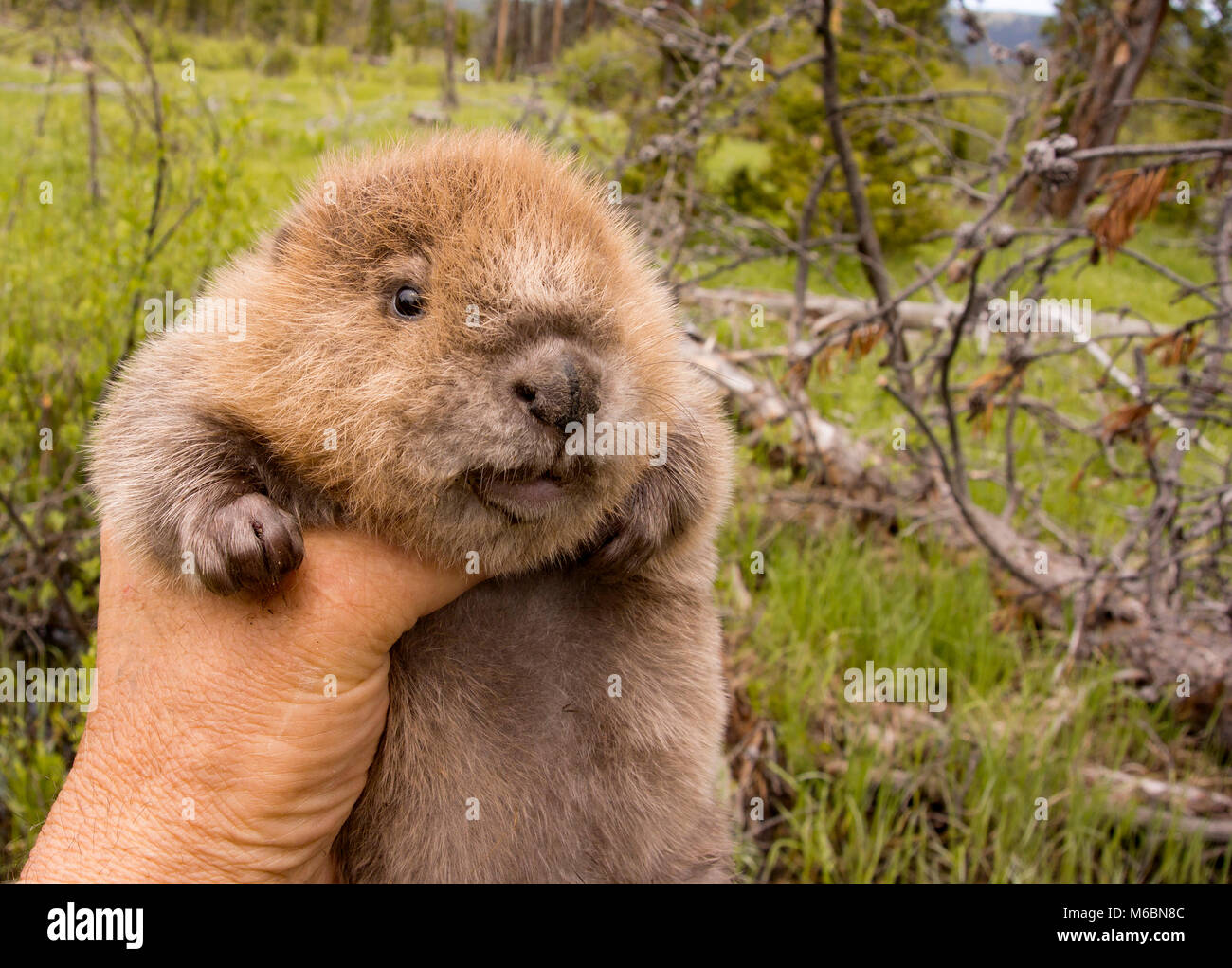 Ein Mann hält ein Baby Biber, auf den oberen Willow Creek, in Granit