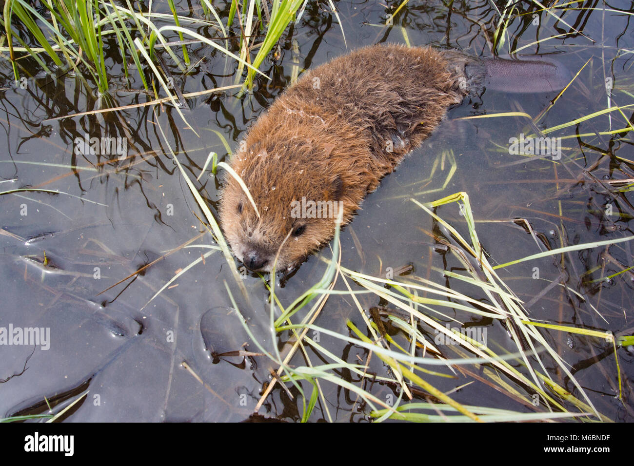 Ein Baby Biber im Wasser in der Nähe der Höhle, auf der oberen Willow Creek, in Granit County im US-Bundesstaat Montana. Nordamerikanische Biber (Castor canadensis) Stockfoto
