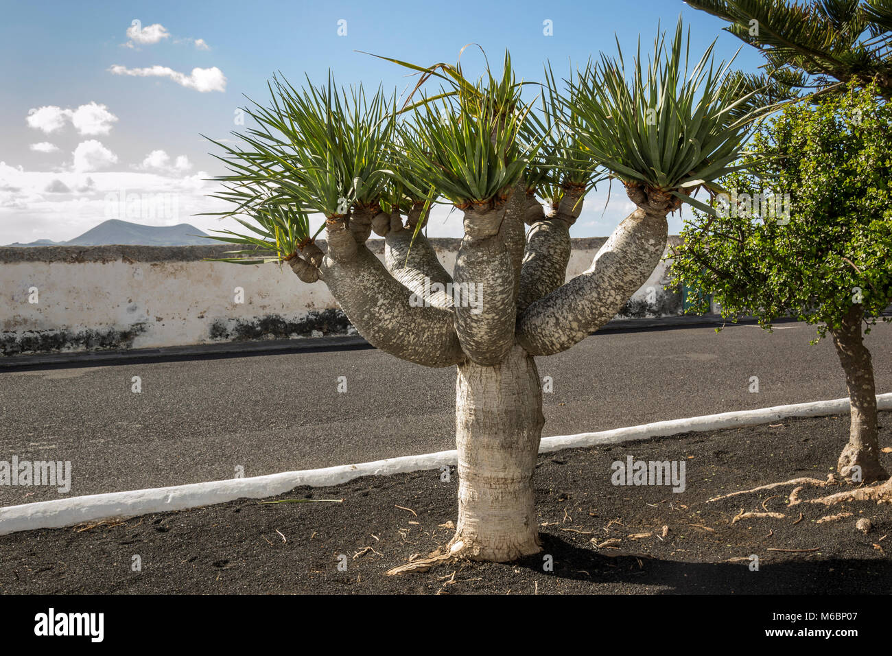 Drachenbaum, Lanzarote, Kanarische Inseln, Spanien Stockfotografie - Alamy