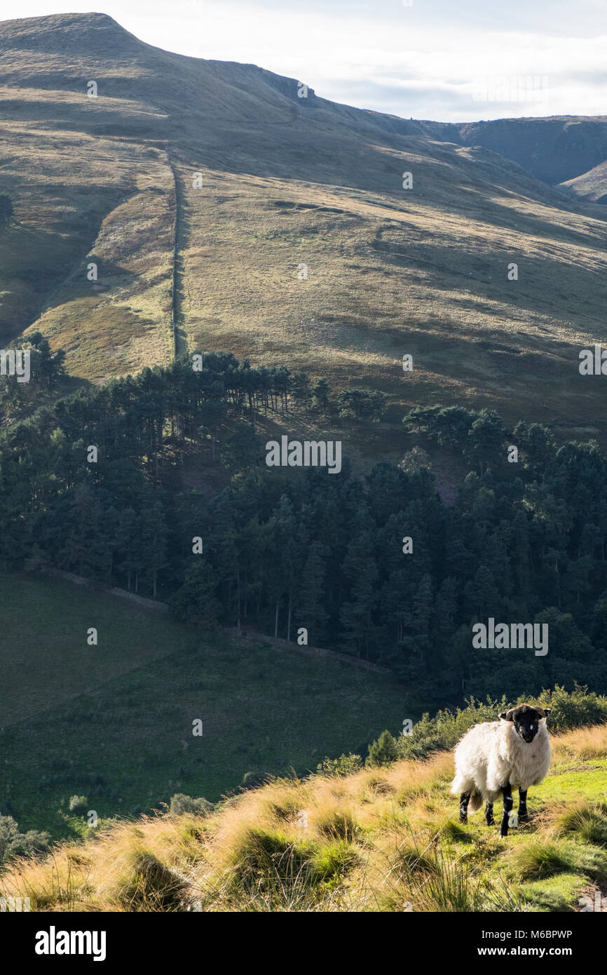 Schafe auf einem Hügel im Peak District Landschaft mit Grindslow Knoll im Hintergrund. Die Nab, Kinder Scout, Derbyshire, England, UK im Herbst Stockfoto