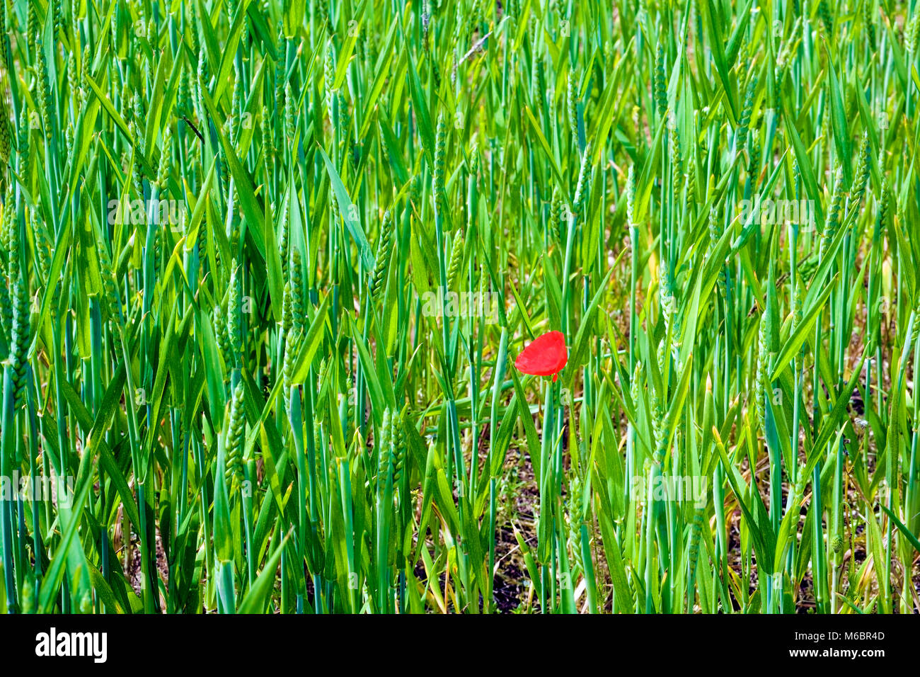 Ein einzelner roter Mohn fügt ein Spritzen der Kontrastfarbe an Ein grünes Weizenfeld in ländlichen Hampshire, England, Großbritannien Stockfoto