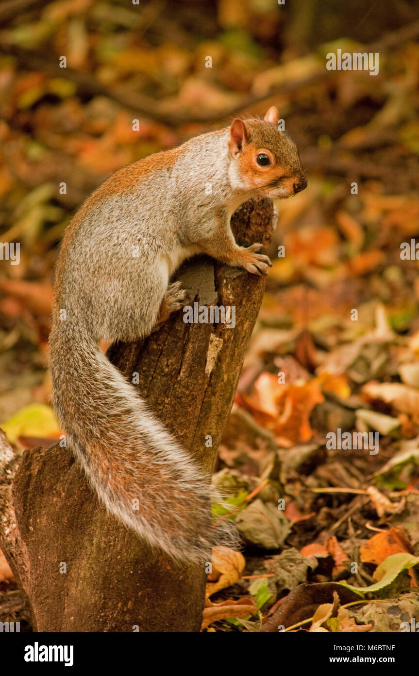 Graue Eichhörnchen auf Baumstumpf Stockfoto