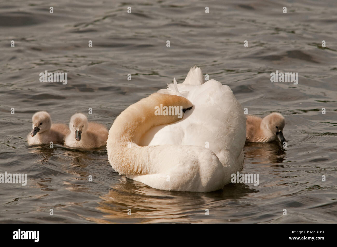 Mute swan mit Kopf unter Flügel Stockfoto
