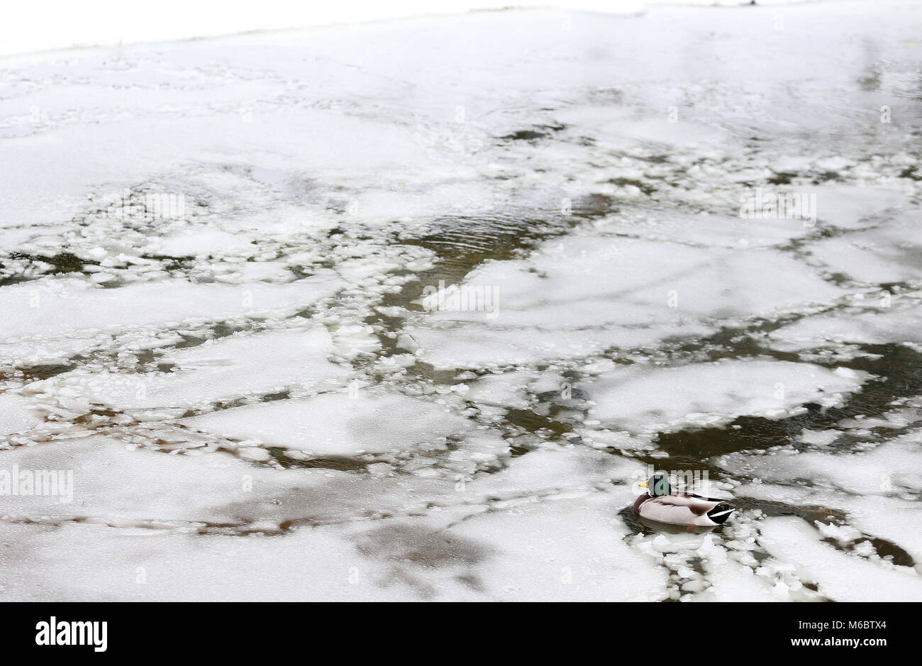 Eine Ente schwimmt unter das Eis auf dem Royal Canal in Drumcondra, Dublin, wie die Wetterbedingungen fortgesetzt. Bild Datum: Freitag, März 2, 2018. Siehe PA Geschichte Wetter Schnee Irland. Photo Credit: Brian Gesetzlosen/PA-Kabel Stockfoto