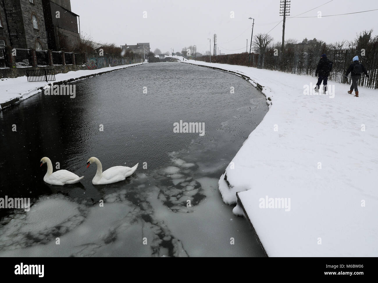 Schwäne auf dem Royal Canal in Drumcondra, Dublin als extreme Wetterbedingungen fortgesetzt. Bild Datum: Freitag, März 2, 2018. Siehe PA Geschichte Wetter Schnee Irland. Photo Credit: Brian Gesetzlosen/PA-Kabel Stockfoto