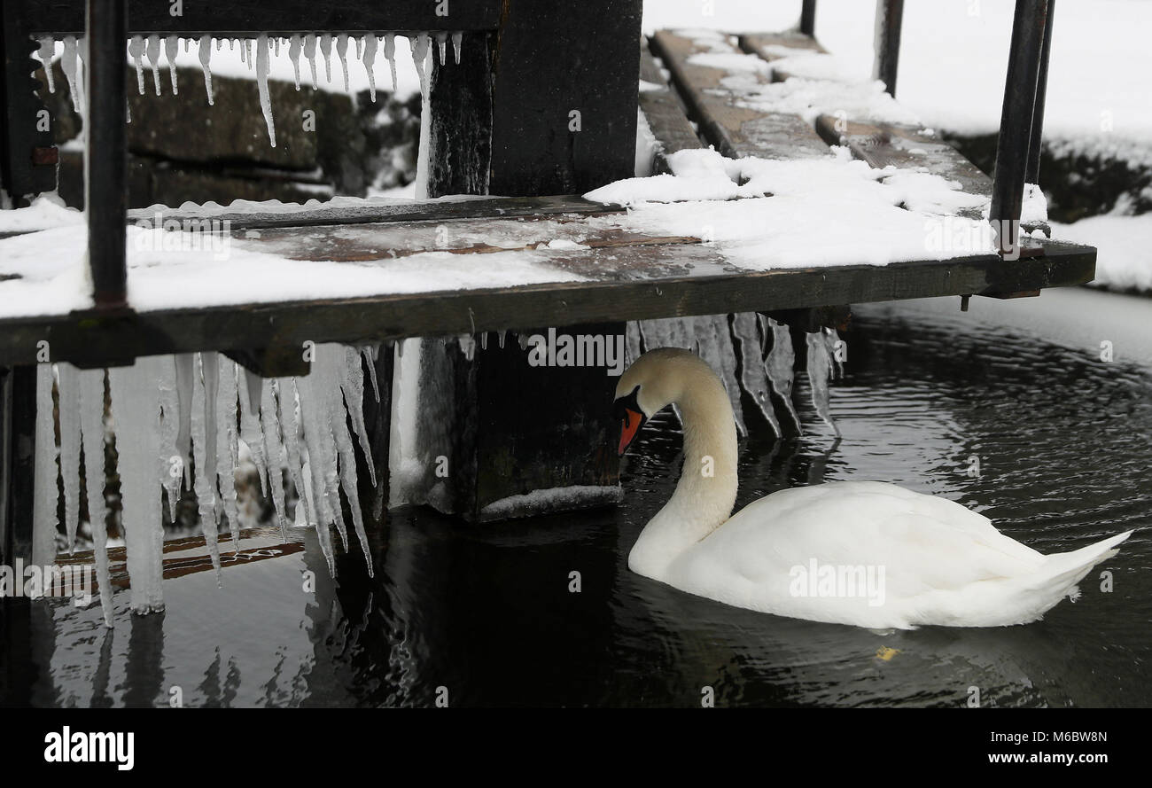 Ein Schwan sucht Schutz unter einer Sperre auf dem Royal Canal in Drumcondra, Dublin, wie die Wetterbedingungen fortgesetzt. Bild Datum: Freitag, März 2, 2018. Siehe PA Geschichte Wetter Schnee Irland. Photo Credit: Brian Gesetzlosen/PA-Kabel Stockfoto