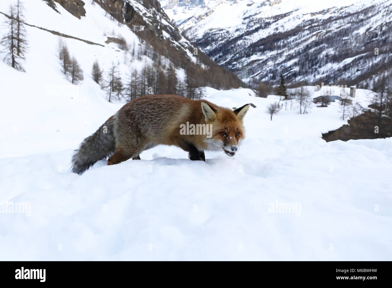 Red Fox in den Schnee Stockfoto