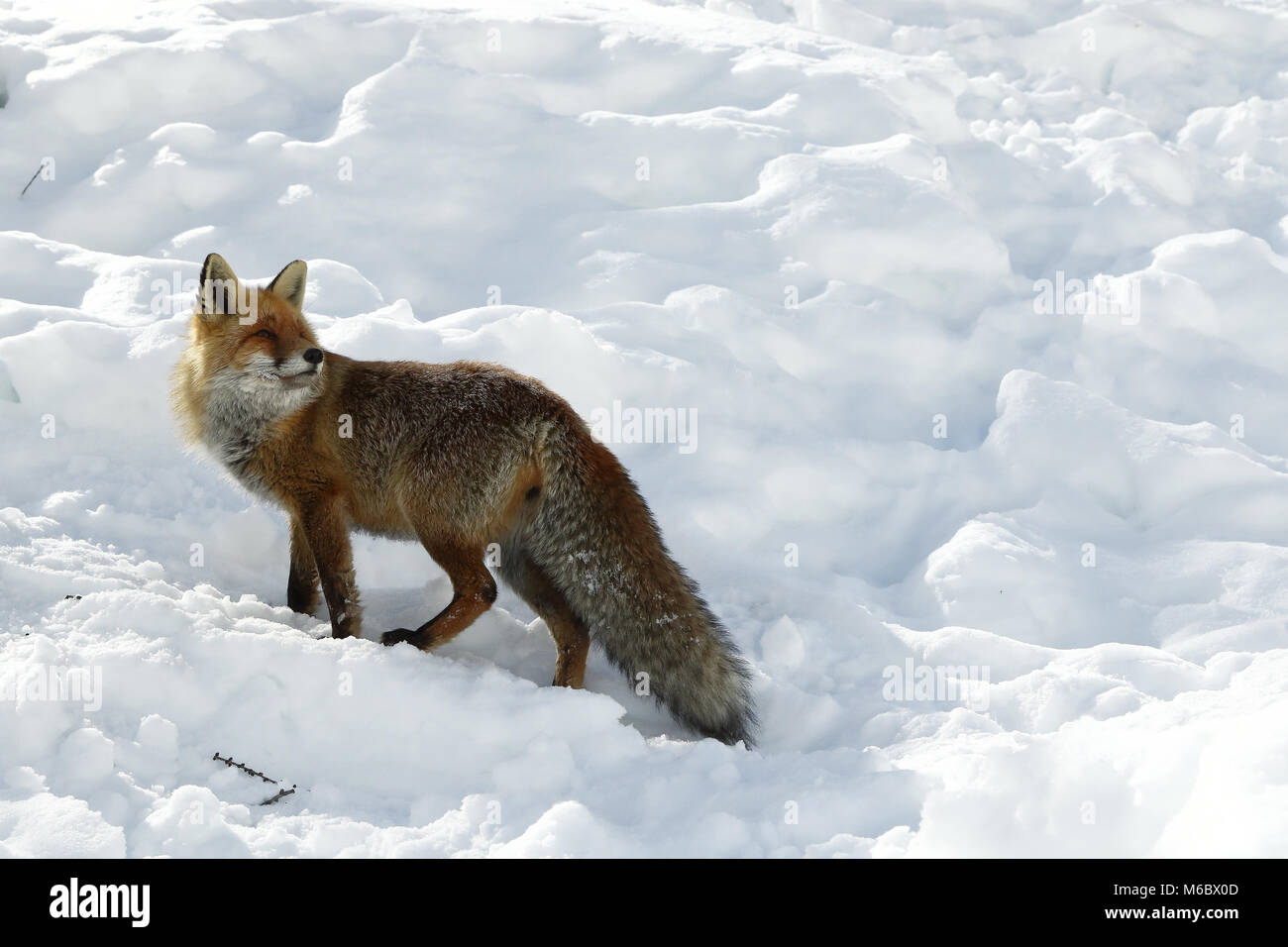 Red Fox in den Schnee Stockfoto