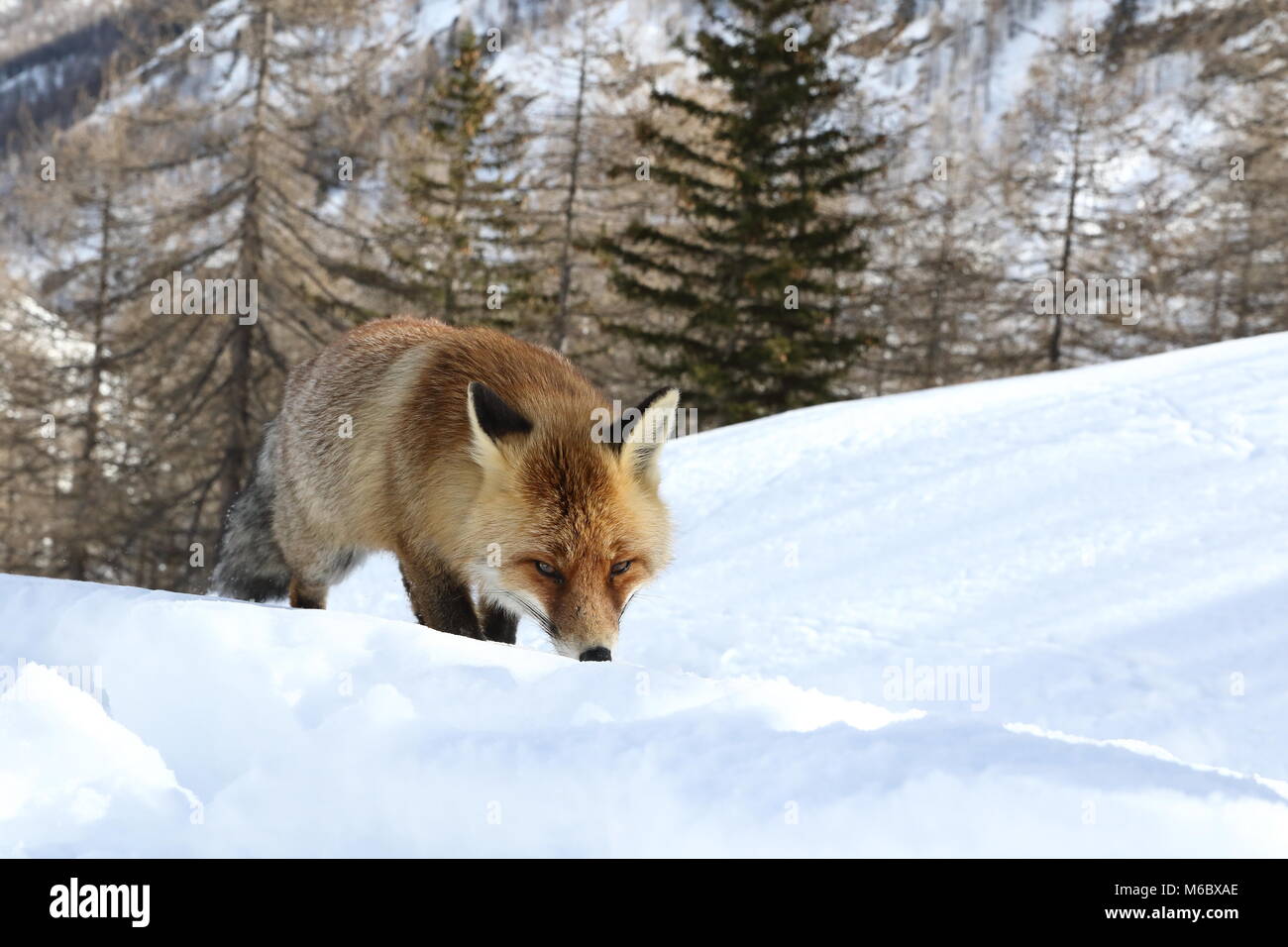 Red Fox in den Schnee Stockfoto