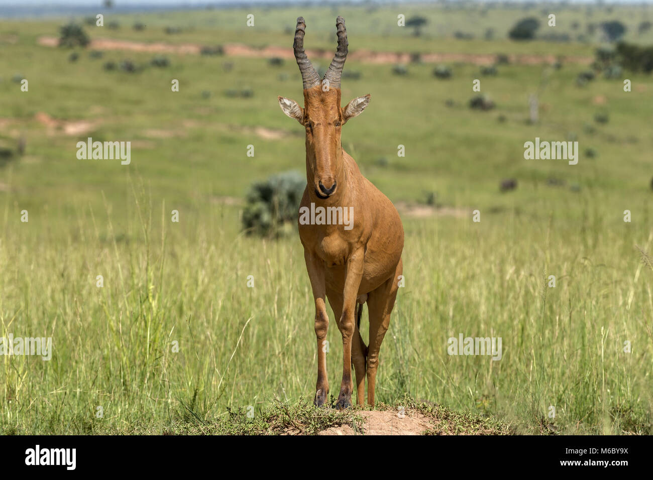 Lelwel hartebeest (Alcelaphus buselaphus lelwel), auch bekannt als Jackson's hartebeest der Murchison Falls National Park, Uganda, Afrika Stockfoto