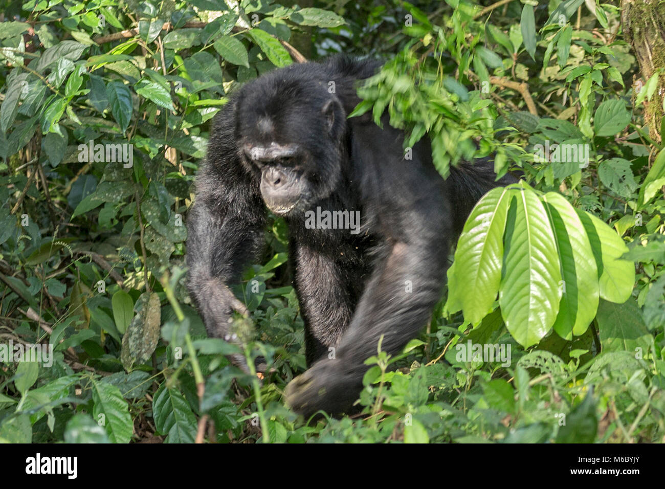 Alpha männliche Schimpansen zu Fuß durch unterholz Kimbale Forest National Park Uganda Afrika Stockfoto