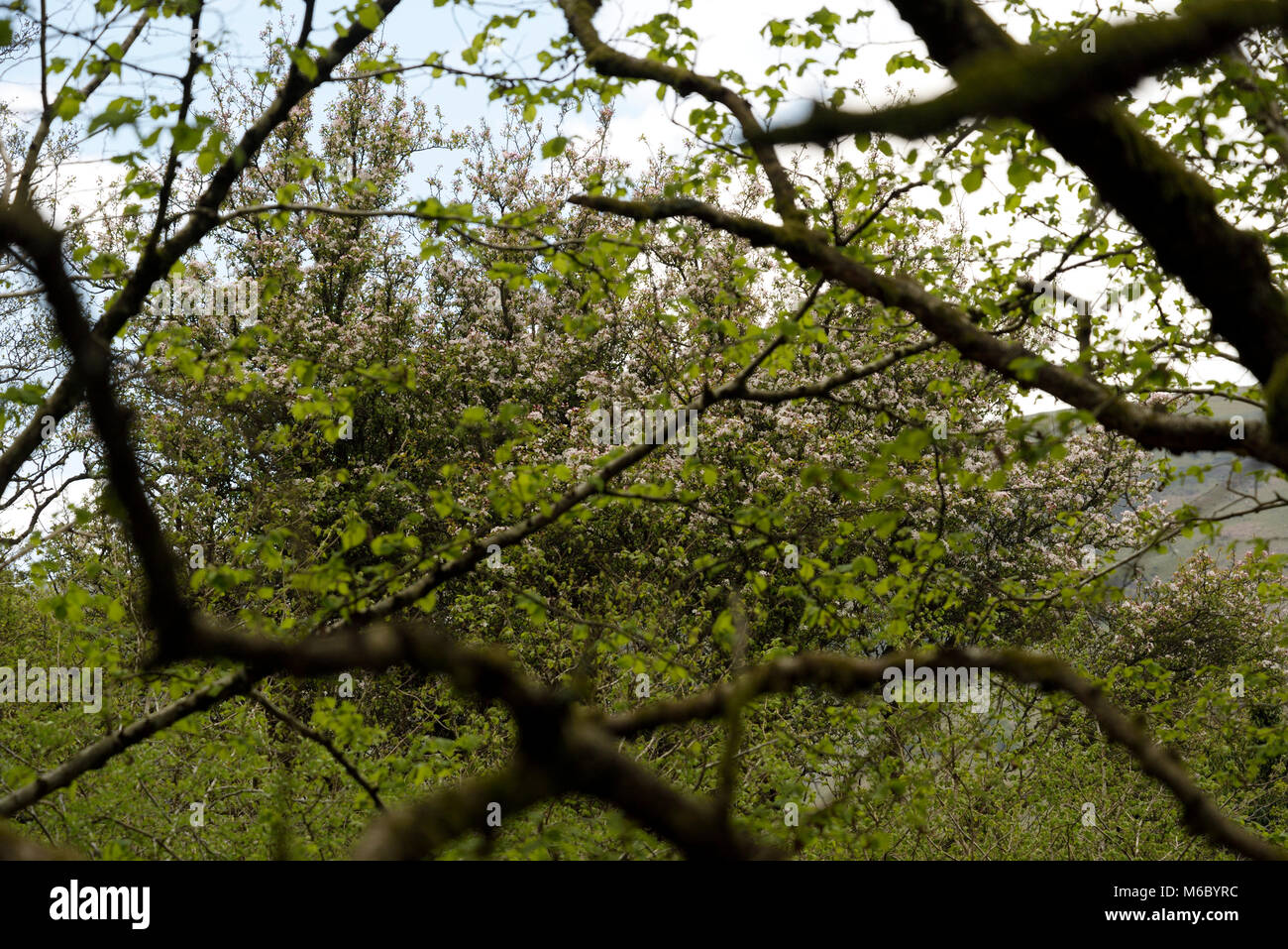 Crab Apple, Malus sylvestris Blüte über dem Vordach im alten Wald Stockfoto