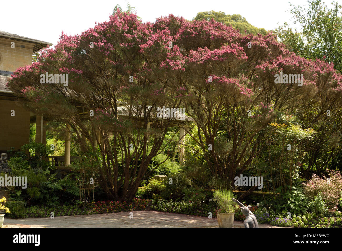 Besen Tee - Tree, Leptospermum scoparium auf Garnish Island Stockfoto