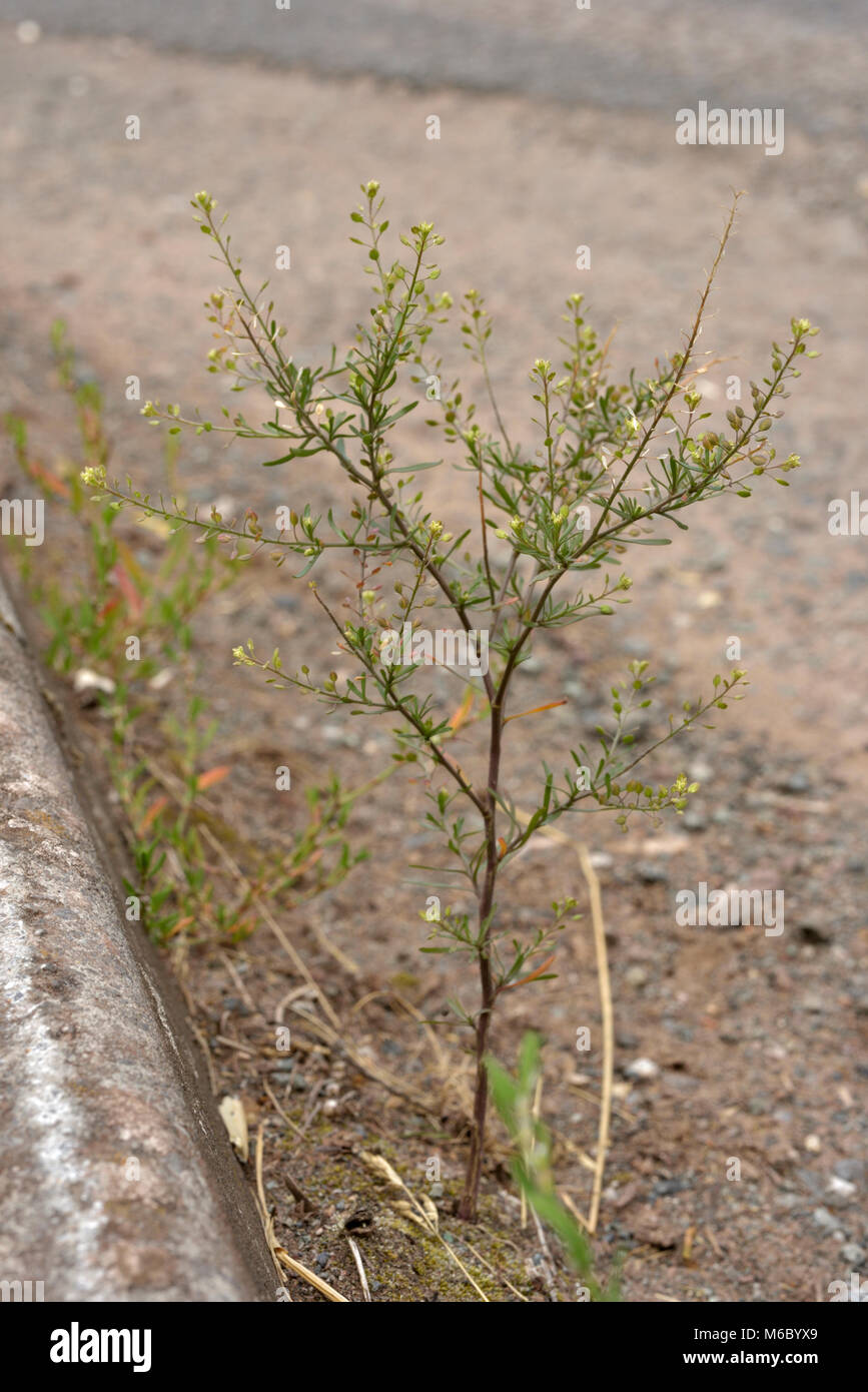 Schmale-leaved Pepperwort, Lepidium ruderale Stockfoto