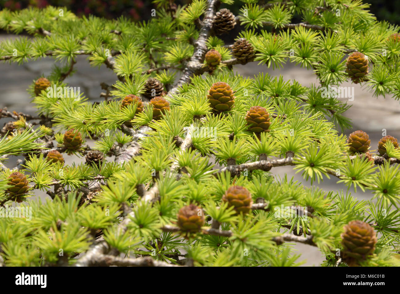 Junge Kegel von Bonsai Lärche, larix im Garnish Island Stockfoto
