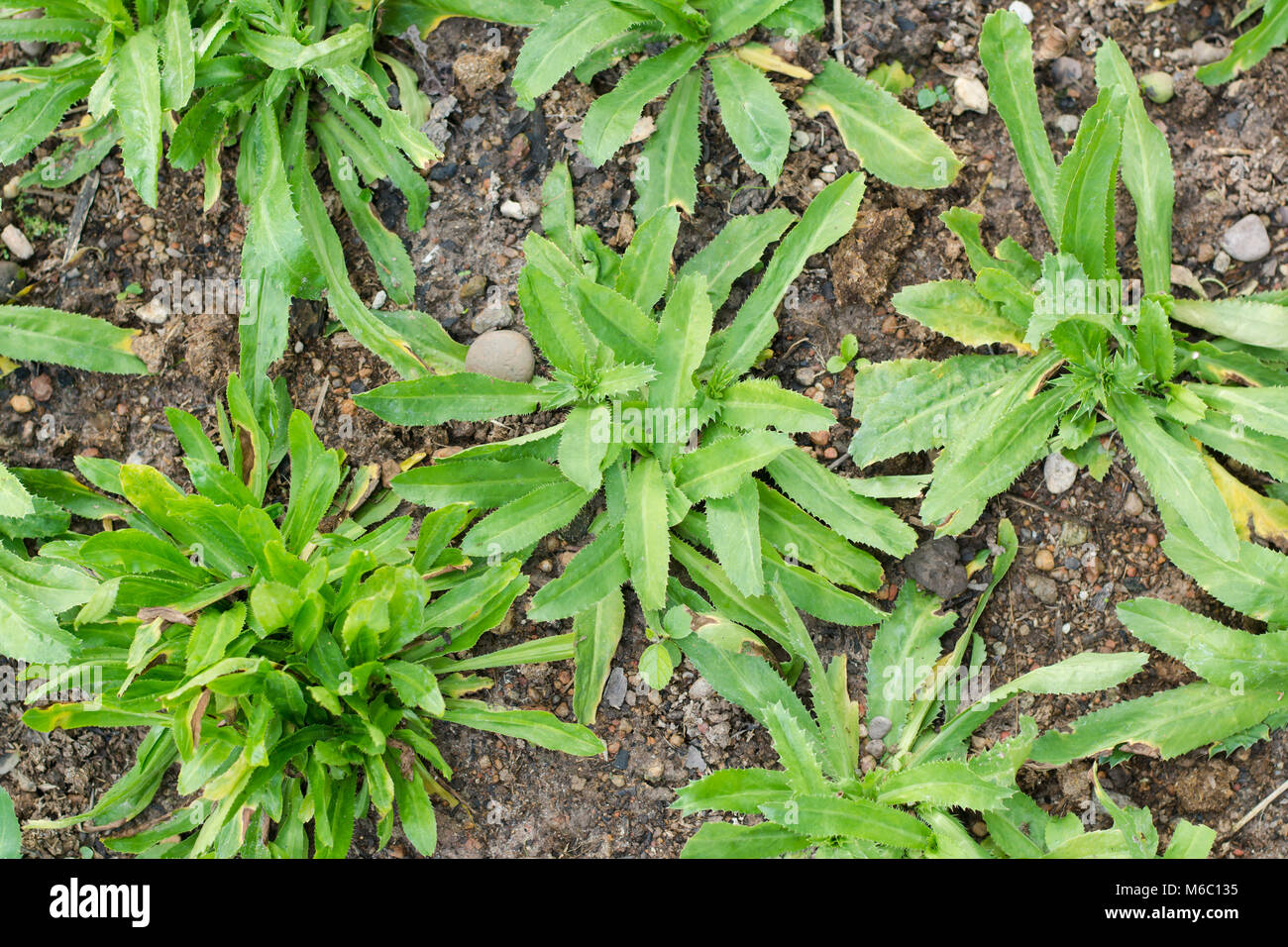 Culantro, Langer Koriander, Sägezahn Koriander, Petersilie auf den Boden im Gemüsegarten Stockfoto