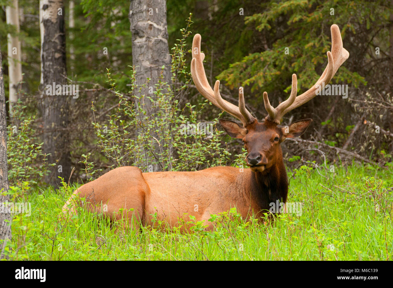 Rocky Mountain Elk, Banff Nationalpark, Alberta, Kanada Stockfoto