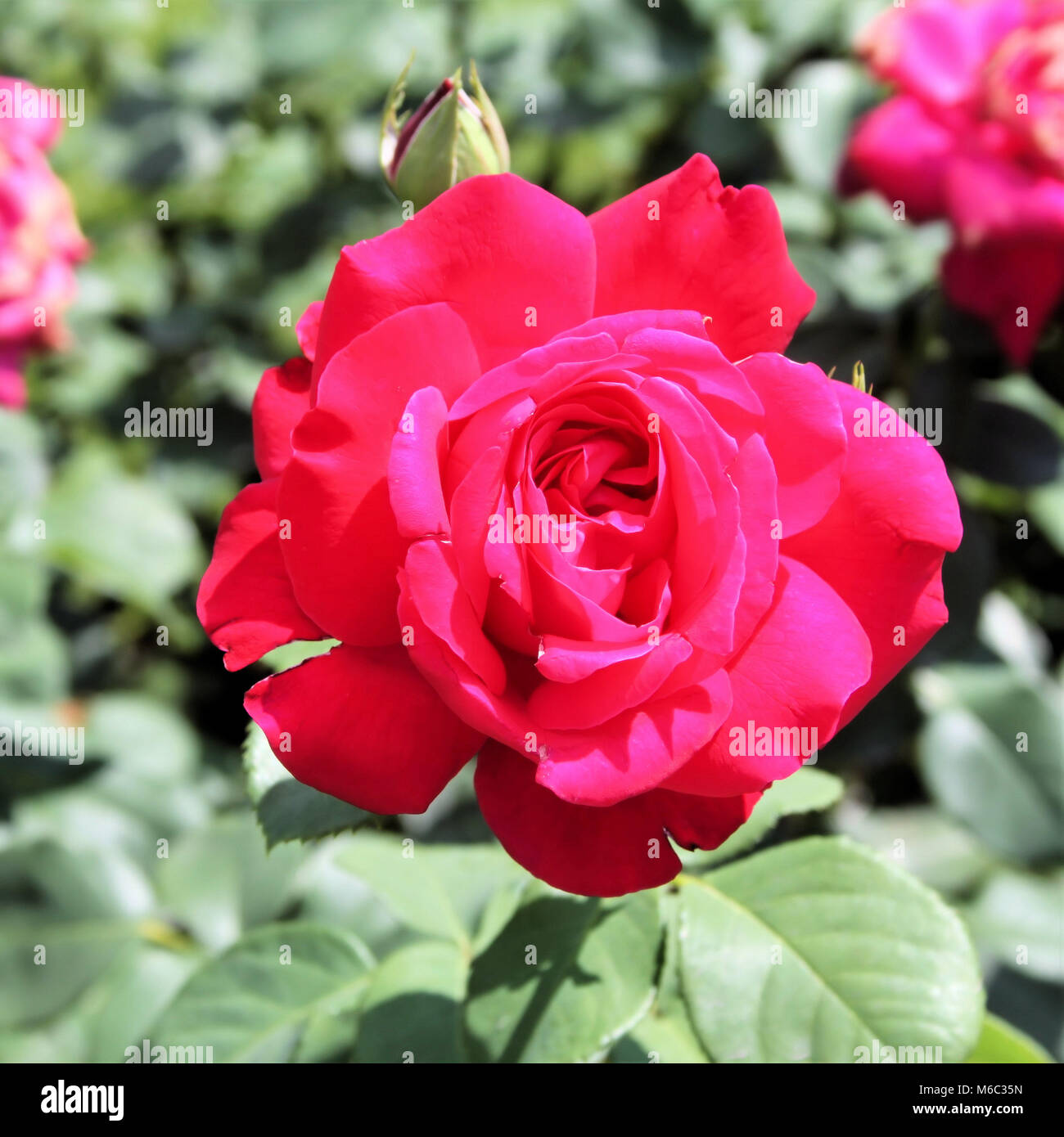 Eine rosa Rose aus meinem Garten Stockfoto