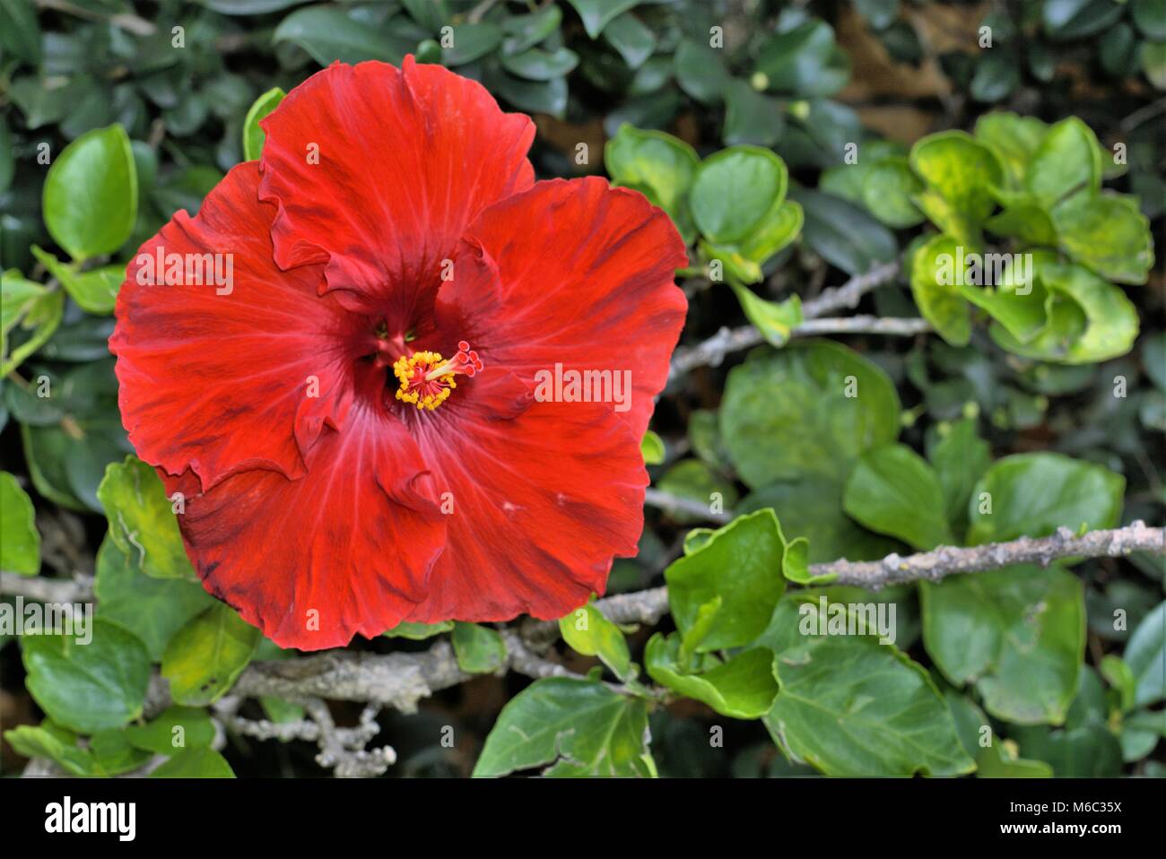 Tropische rote blumen australien Fotos und Bildmaterial in hoher