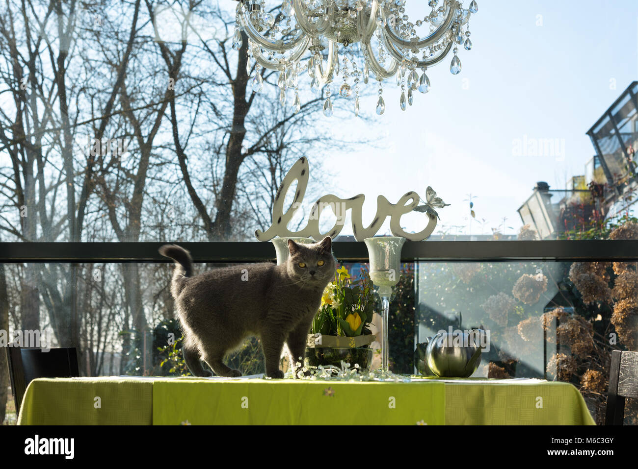 Britisch Kurzhaar Katze stehend auf dem Tisch Stockfoto