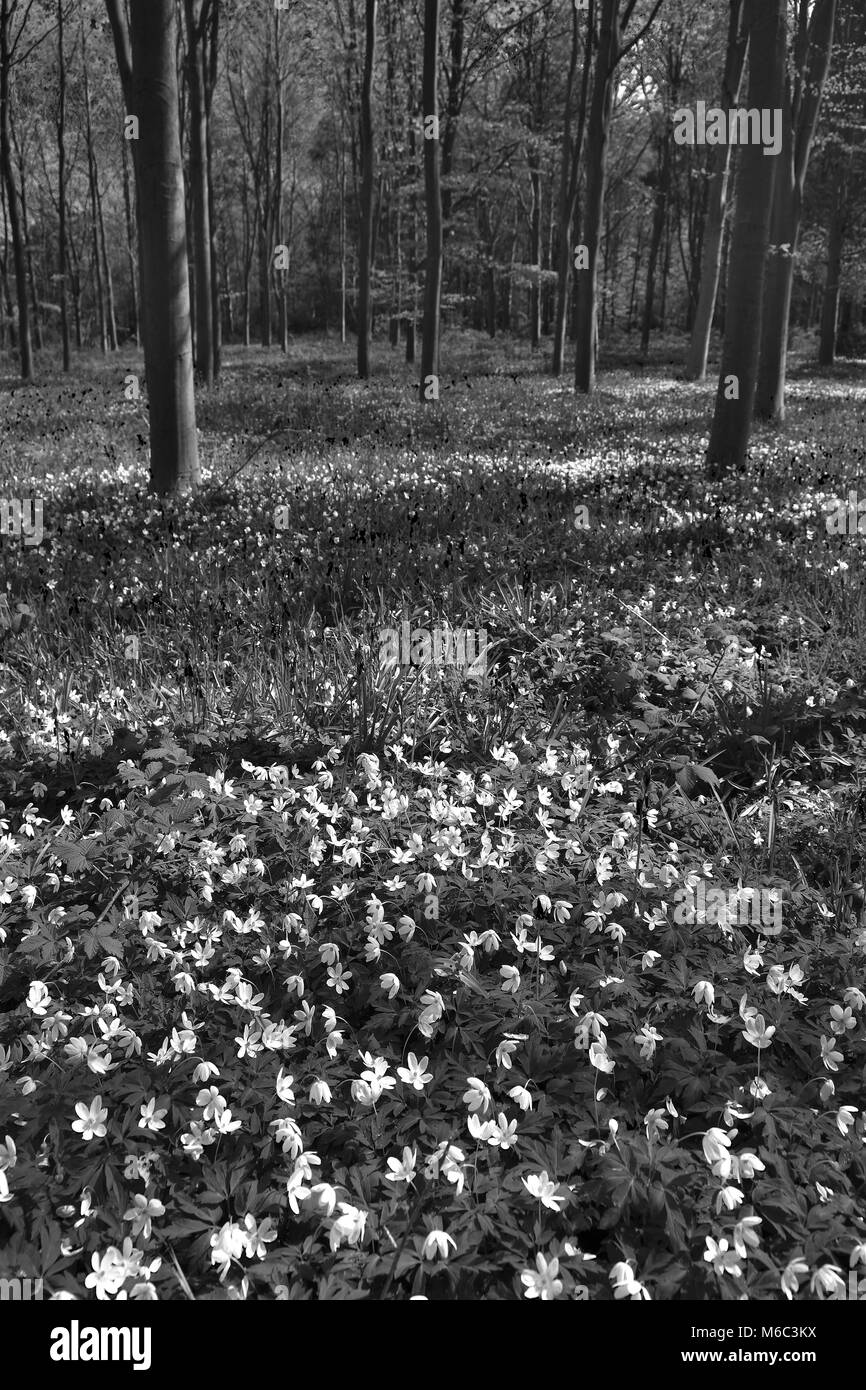 Feder Teppich von Bluebell Blumen und Buschwindröschen Blumen; Rockingham Wald in der Nähe von Corby, Northamptonshire, England, Großbritannien Stockfoto