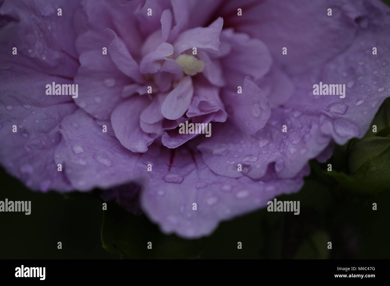 Purple Hibiscus Blume mit Regentropfen Stockfoto