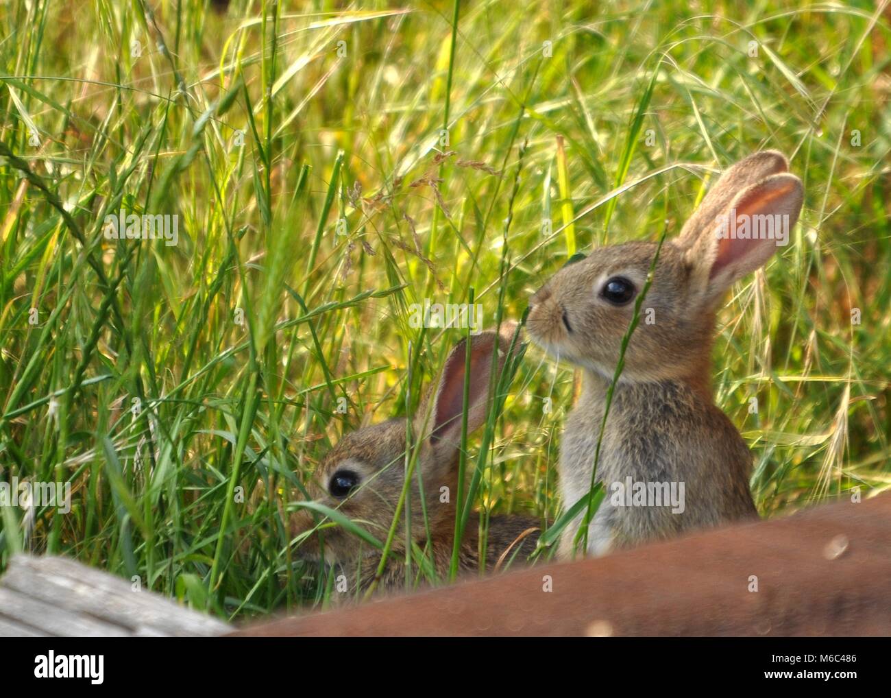 Niedliches Paar junger Europäischer Kaninchen (Oryctolagus cuniculus) zwischen Gras, versteckt und getarnt. Aufgenommen in Kent, England Stockfoto