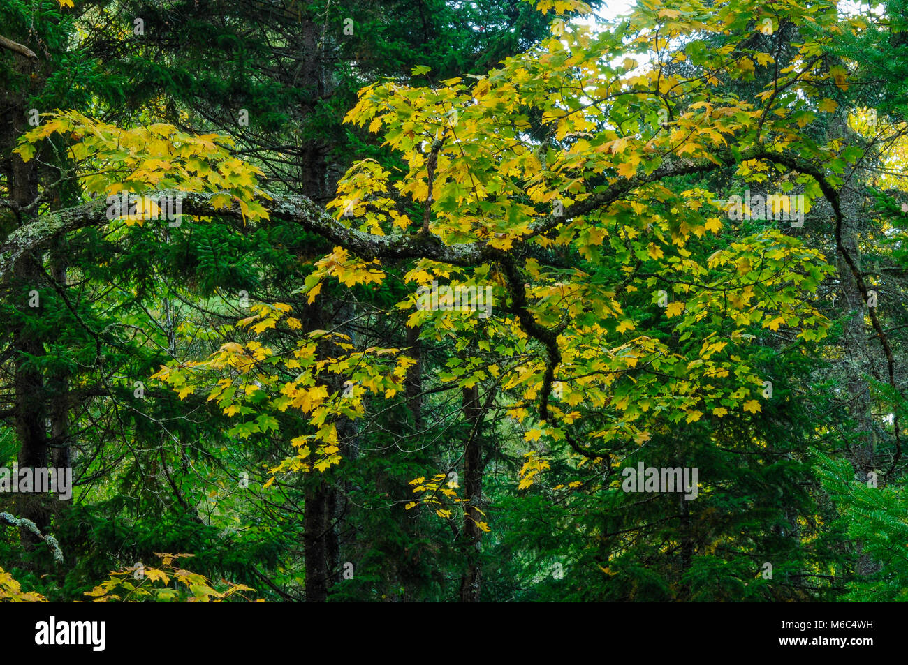 Sugar Maple, Acer Saccharum, Siam Teiche Wilderness Area, Adirondack Forest Preserve, New York Stockfoto