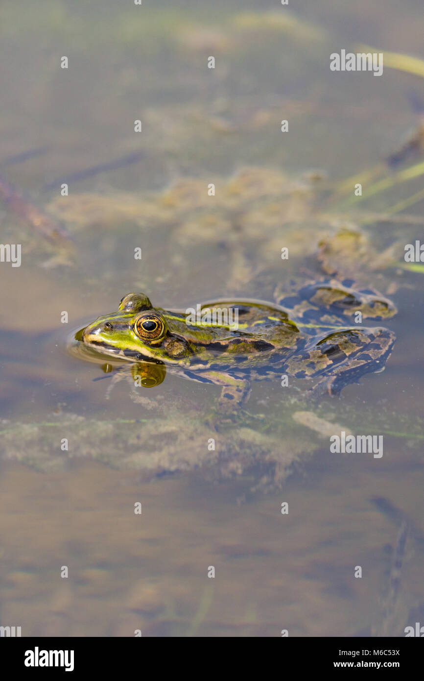 Essbarer frosch, der im wasser sitzt Fotos und Bildmaterial in hoher