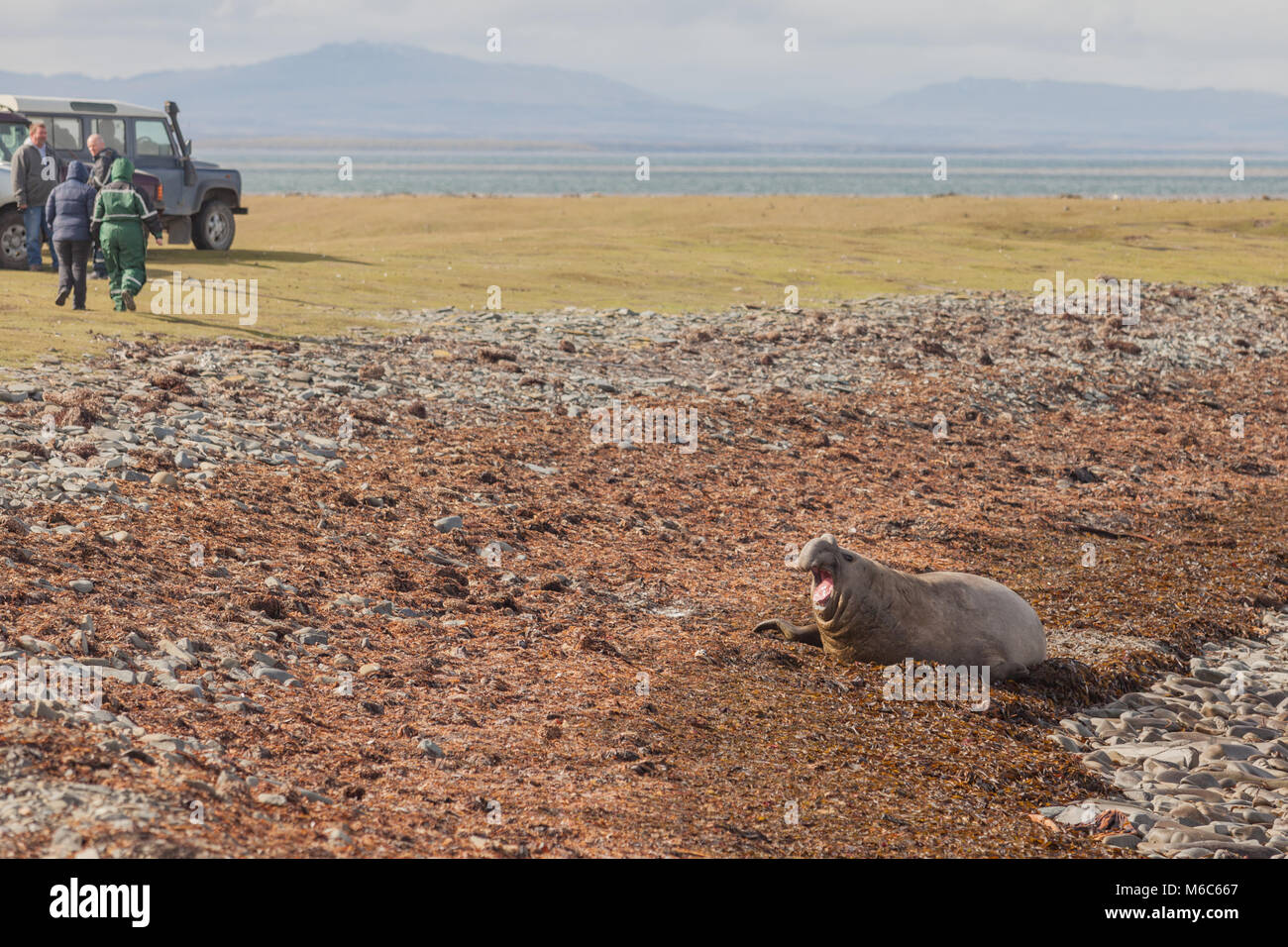 Männliche Elefanten Dichtung an einem Strand in den Falkland Inseln mit Menschen schließen Stockfoto