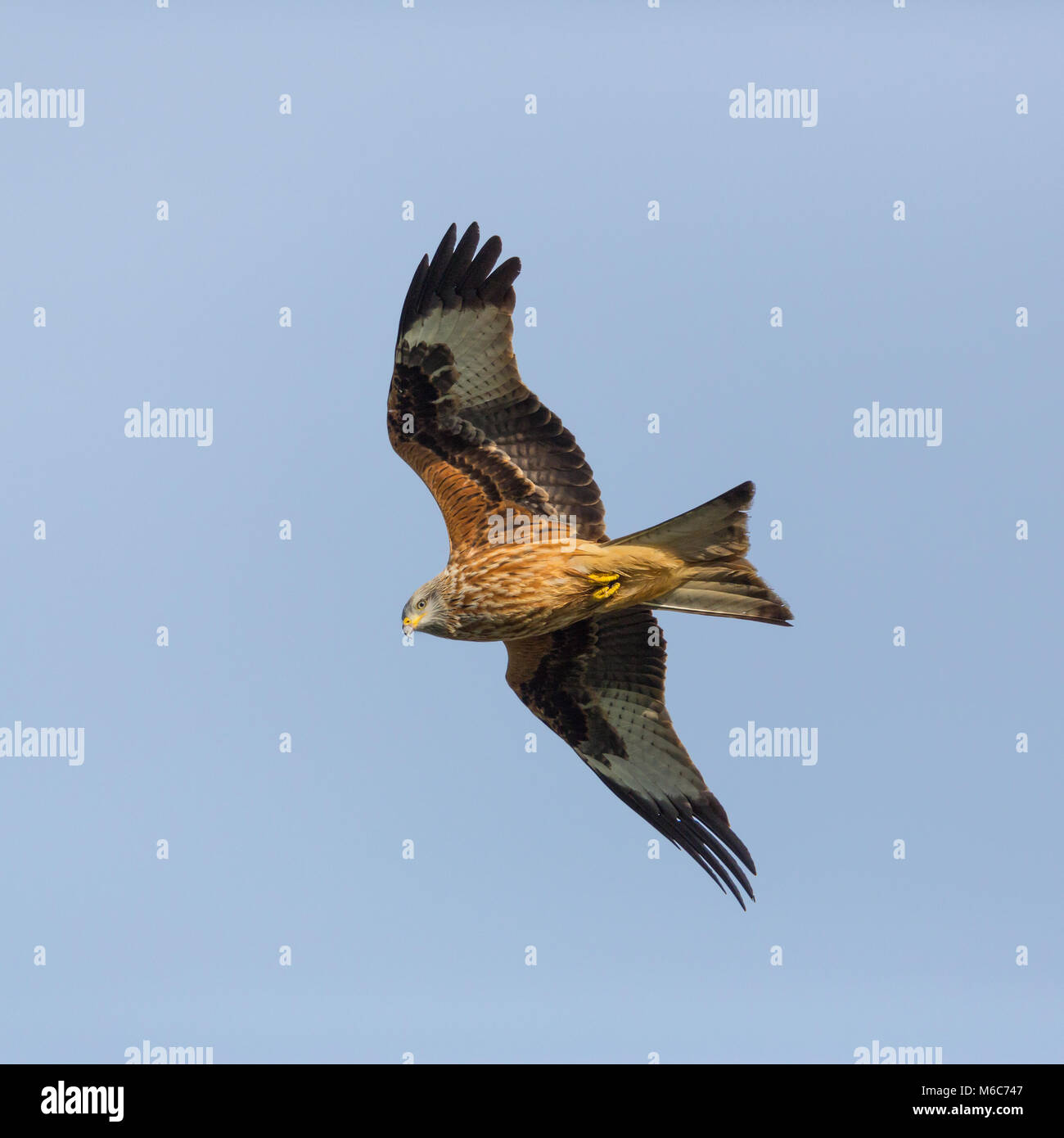 Natürliche rote Drachen vogel Portrait im Flug (milvus milvus), blauer Himmel, Flügeln, Stockfoto
