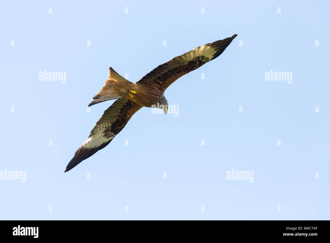 Detailansicht Vogel fliegen natürliche Rotmilan (milvus milvus), blauer Himmel, offenen Flügeln Stockfoto
