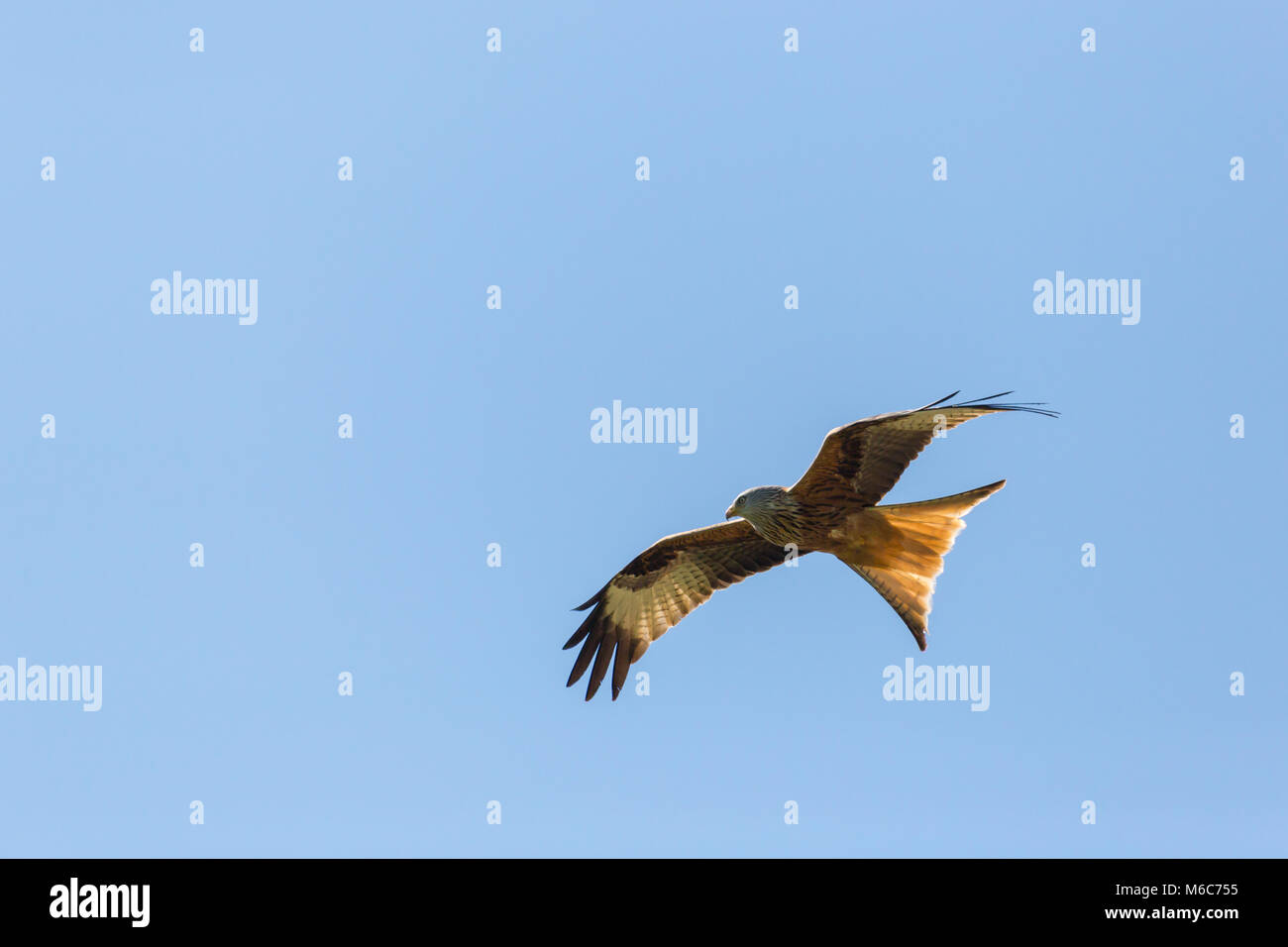 Portrait flying natürliche Raubvogel Rotmilan (milvus milvus), blauer Himmel, Flügeln, Stockfoto