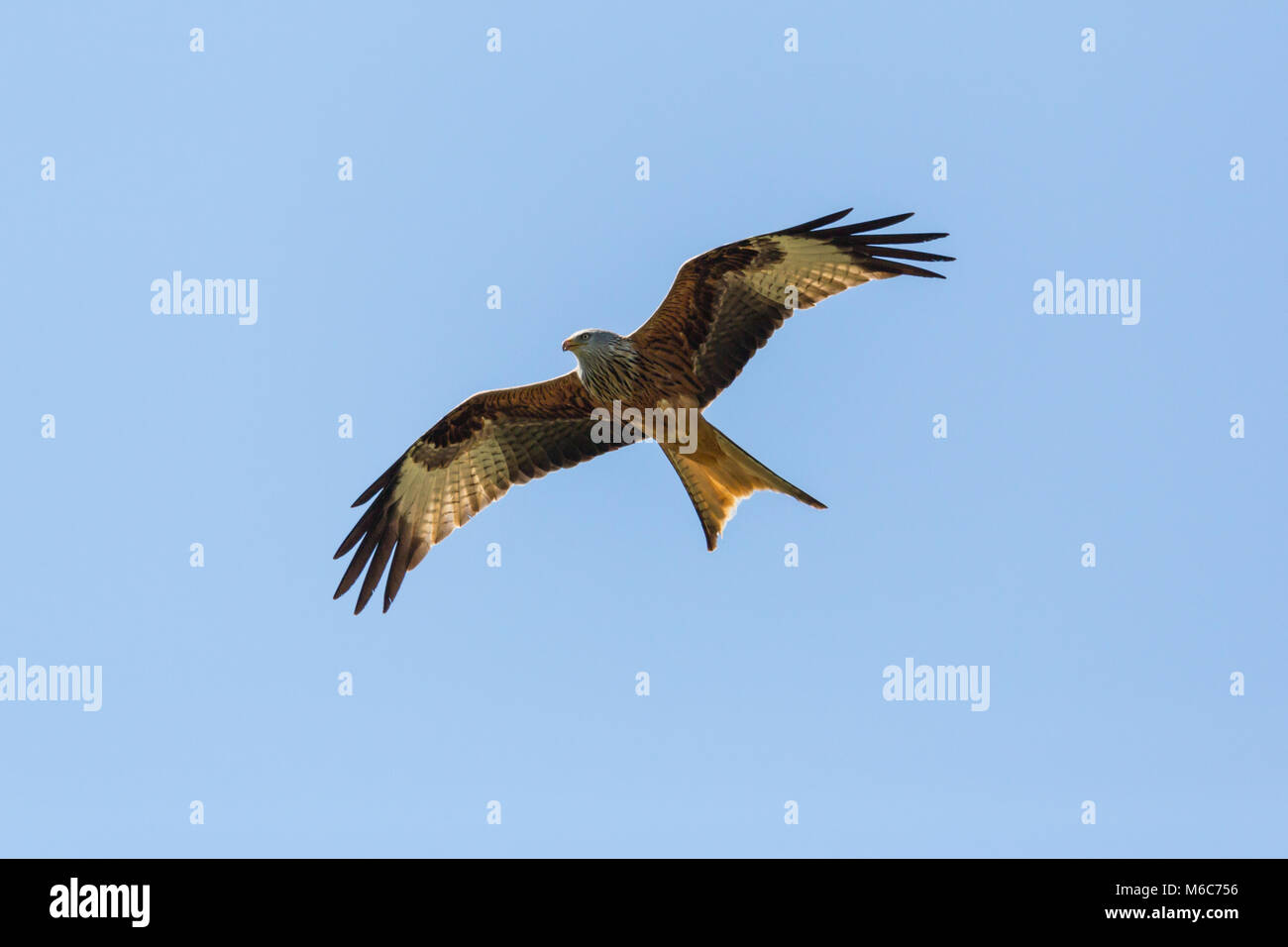 Ansicht von unten natürliche Rotmilan (milvus milvus) Vogel fliegen, blauer Himmel, Flügeln, Stockfoto
