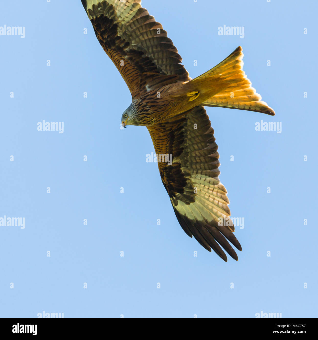 Portrait natürliche Rotmilan (milvus milvus) Vogel fliegen, blauer Himmel, Flügeln, Stockfoto