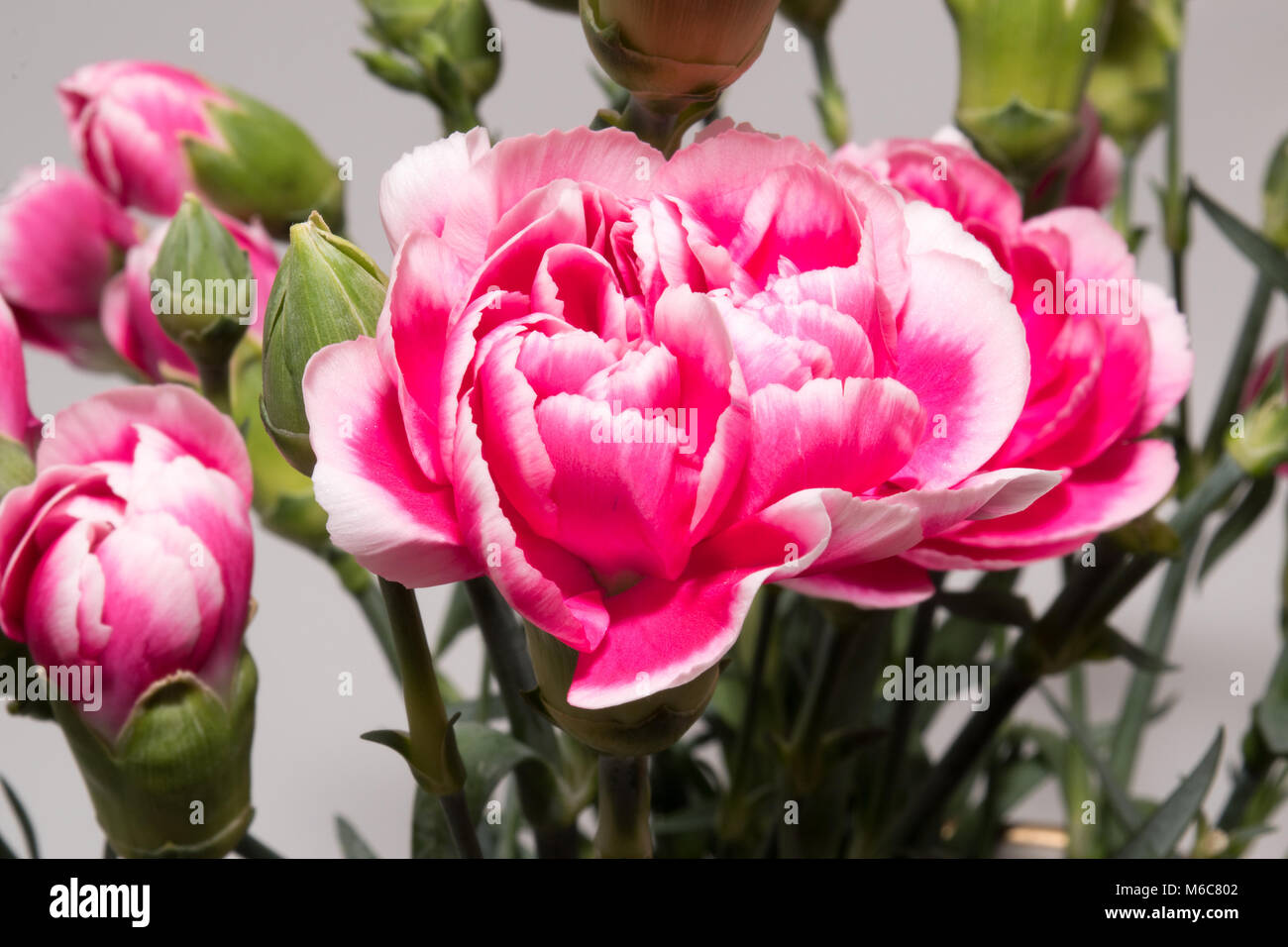 Nelke (Dianthus Caryophyllus) Stockfoto