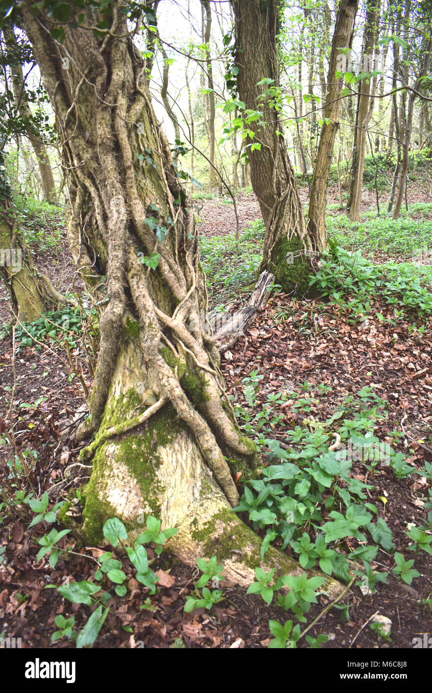 Eine Gruppe von Bäumen in einem kleinen Gloucestershire woodland bei Coaley Peak in der Nähe von Westonbirt mit verdrehten und knorrige Efeu Wurzeln über die Baumstämme Stockfoto