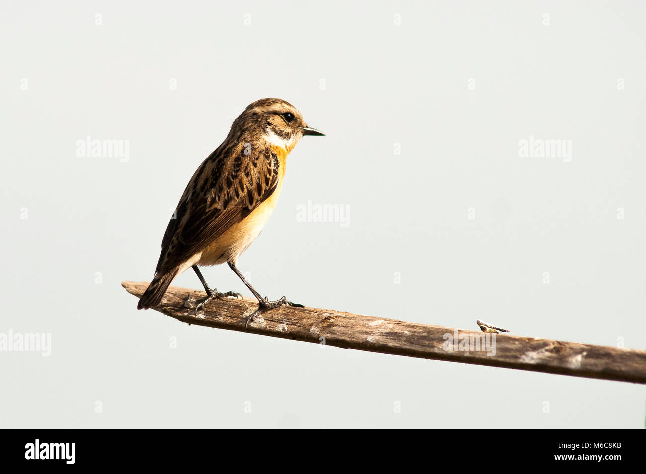 Saxicola rubetra thront in einem Zweig Stockfoto