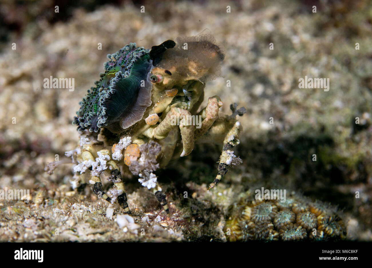Corallimorph Dekorateur Crab (Cyclocoeloma tuberculata). Bild wurde in Moalboal, Philippinen genommen Stockfoto